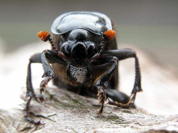 Жуки-могильщики (лат. Nicrophorus) (англ. Sexton Beetle)