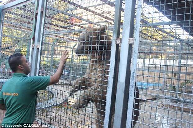 A bear, pictured at Qalqilya zoo, in the Palestinian city of Qalqilya, where a boy had his arm ripped off and eaten today 