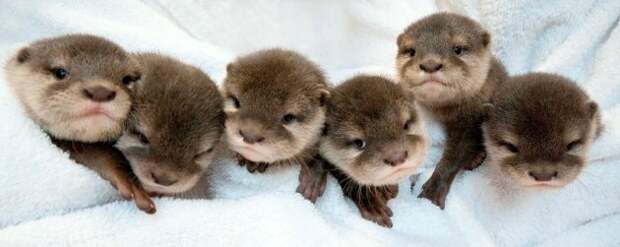 cutest-baby-otters-ever-630x251-934x