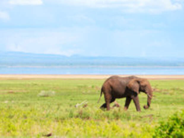 Клуб путешествий Павла Аксенова. Танзания. Elephant in Lake Manyara national park, Tanzania. Фото Shalamov - Depositphotos