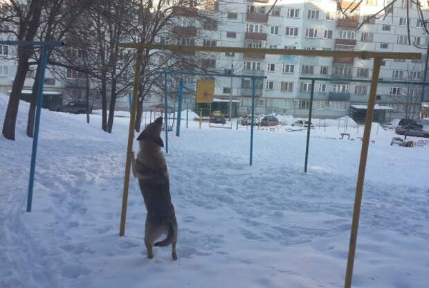 соб1 соб1