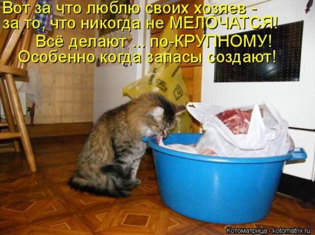 Новая и прикольная котоматрица на 22 сентября (29 фото)