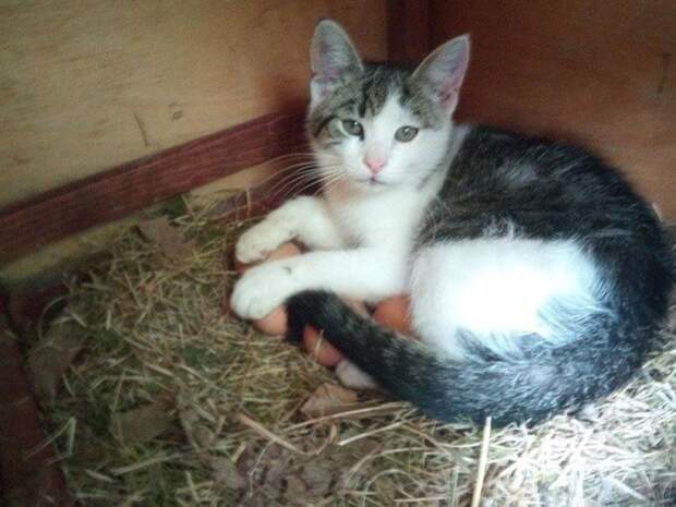 Находчивые котики, которые прекрасно устроятся где угодно