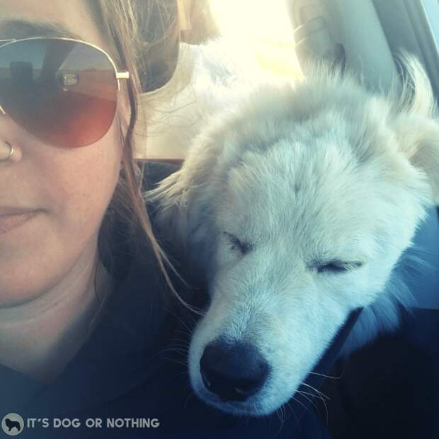 A recap of day two of our move from Washington to Virginia with four Great Pyrenees and a cat! | It's Dog or Nothing