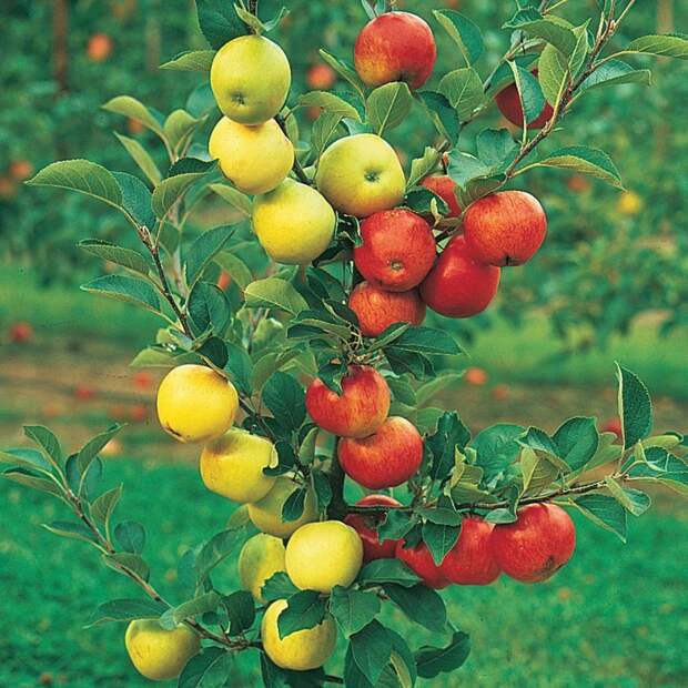 Чаще всего на одну яблоню прививается 4 сорта, реже – 3. На грушу прививается 2-3 сорта. Фабрика идей, дерево-сад, интересное, растения, садоводство, факты