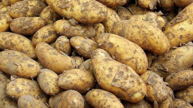 Свыше 2 тыс. тонн картофеля могут сгнить в вагонах на границе Казахстана и Узбекистана