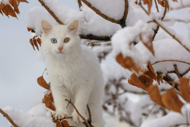 Разноглазый белый кот в снегу