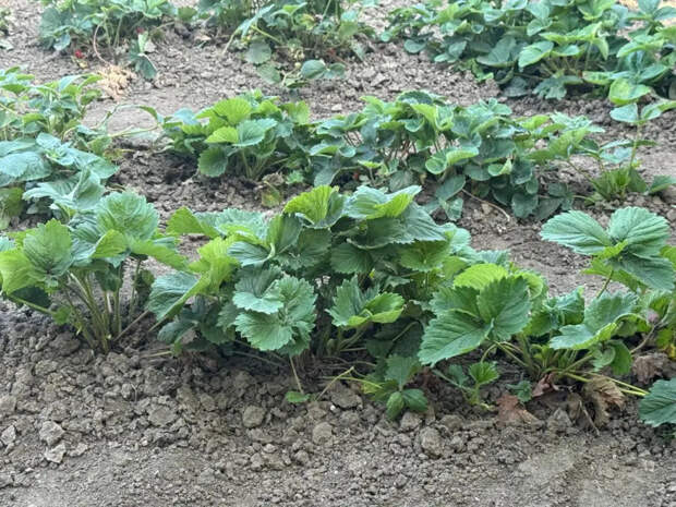 1 горсть под корень ранней весной — и клубника выдаёт ягоды размером с кулак