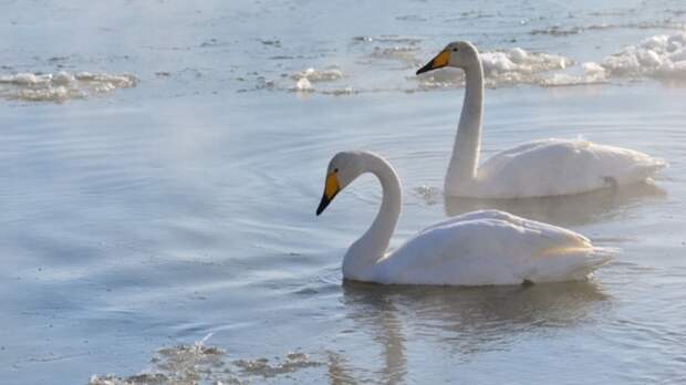 В Алтайском крае отмечен рекорд по числу лебедей на зимовке