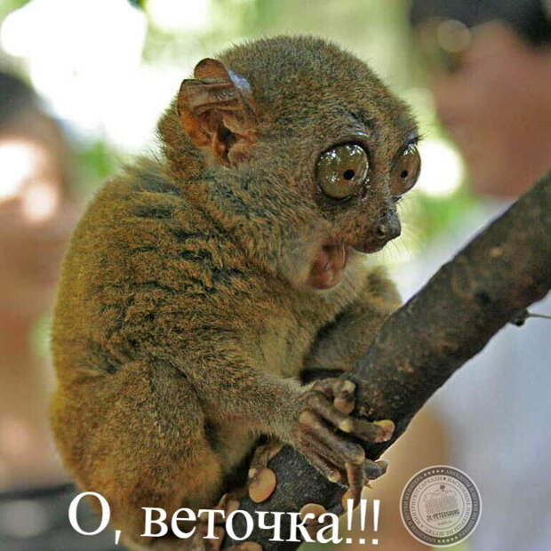 Веточка