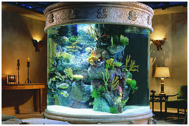 Платиновая арована- самая дорогая аквариумная рыбка. Люди платят 400 000 долларов за особенность этой рыбки аквариум, богато, дорого, идиоты, необычно, рыбка, факт