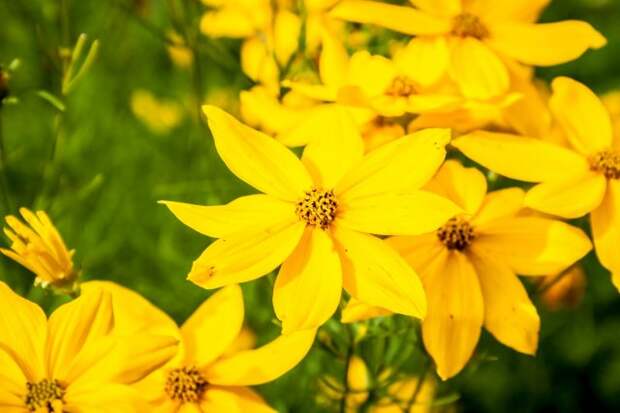 Coreopsis vertycilata yellow flower closeup