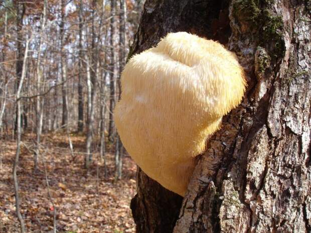 9 самых странных видов грибов в мире