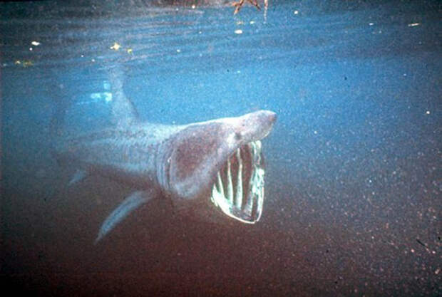 Восьмиметровую «акулу-монстра» выкинуло на скалы побережья Корниш Корниш, акула