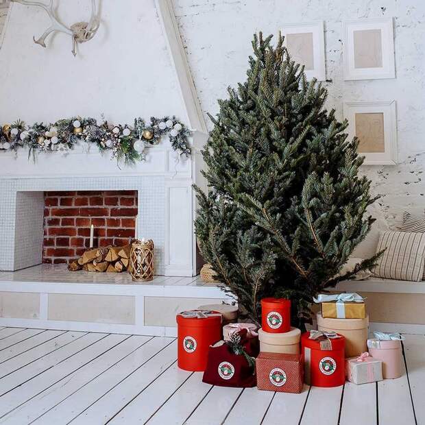 Новогодние пихты: волшебство и красота для праздника