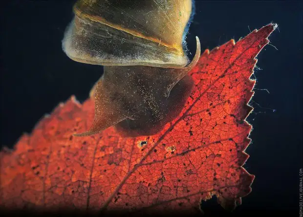 Фотография: Микромир Байкала №16 - BigPicture.ru