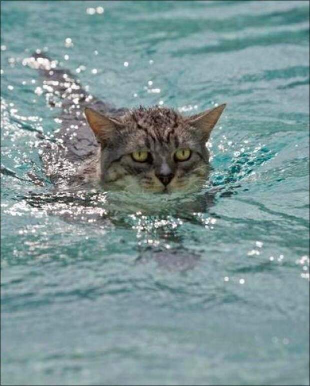 Кошка любил плавать. Кот плывет. Кошка в воде. Мокрая кошка. Водоплавающий кот.