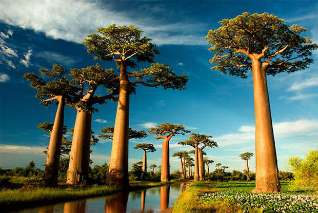 Удивительные деревья нашей планеты