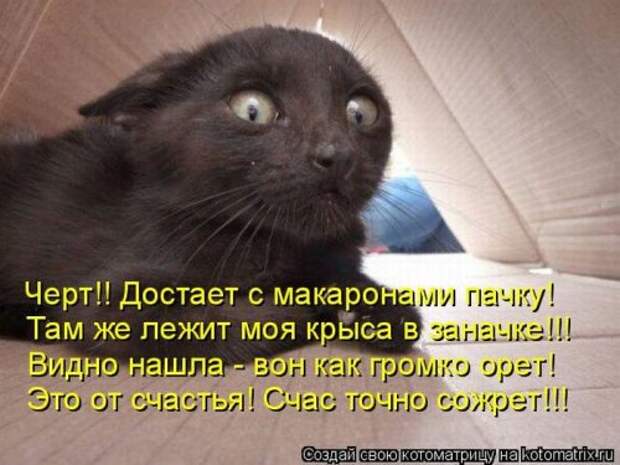 Забавные котоматрицы