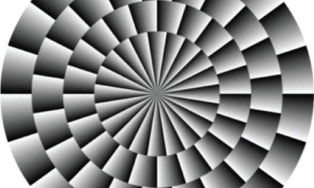 Иллюзия Фрейзера-Уилкокса, на которую реагируют и мухи, и люди: узор вращается по часовой стрелке, если немного сместить фокус зрения в сторону от рисунка.