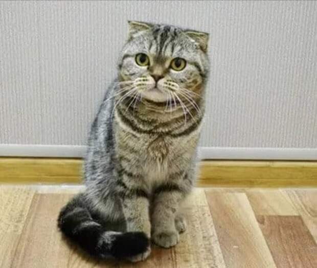 Шотландский котёнок чуть не остался без тёплого дома, из-за моей близкой подруги.