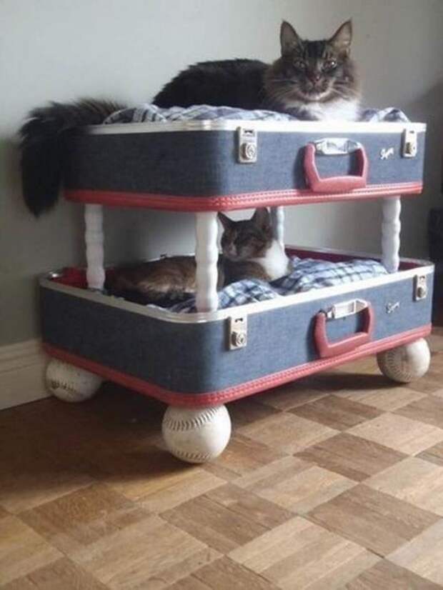 Котодизайн