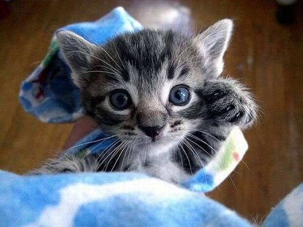 Забавные котята