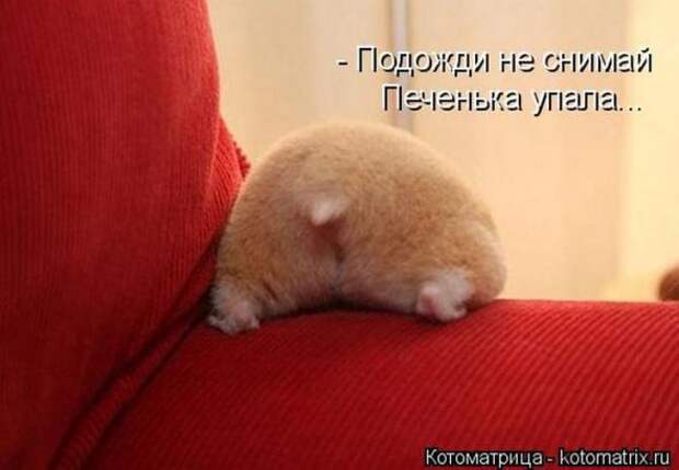 Котоматрицы(картинки с надписями)