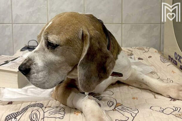 Ветеринары в Москве спасли бигля, съевшего наполнитель для кошачьего туалета