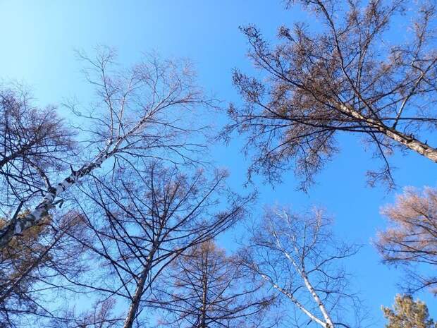 «Черные лесорубы» спилили деревьев на 10 миллионов рублей
