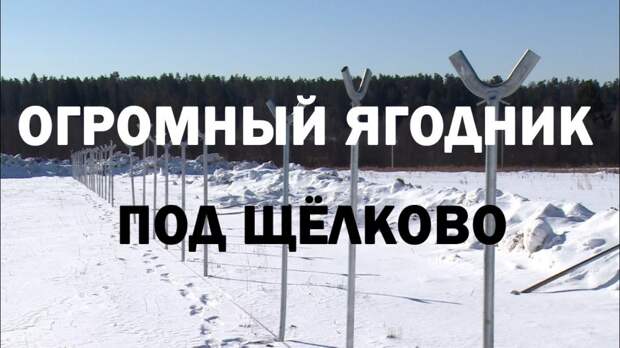 Один из крупнейших ягодников России откроется в Щёлково