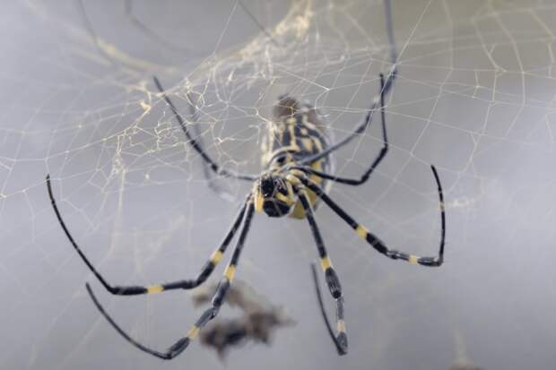Ядовитые азиатские пауки атакуют Нью-Йорк этим летом