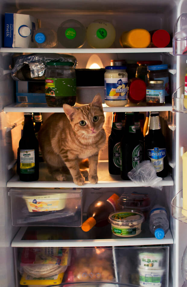 catfridge10 Коты в холодильниках