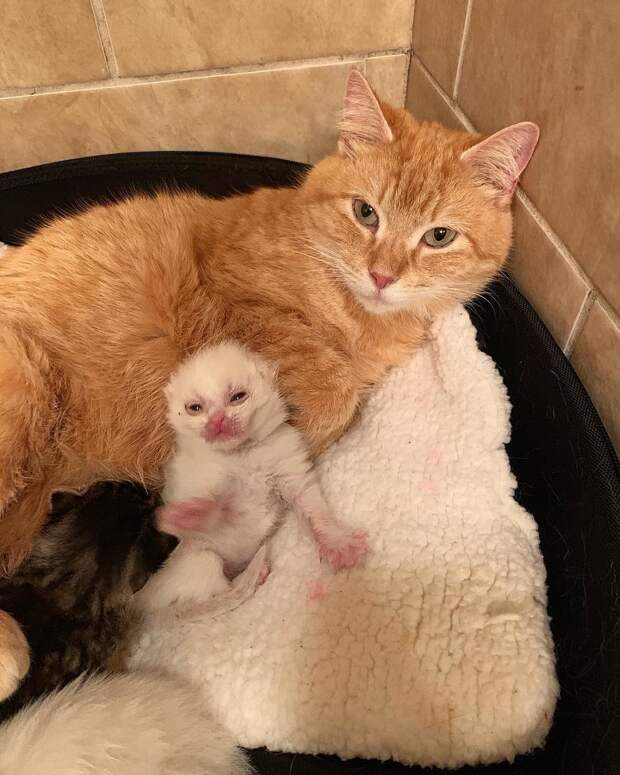 кошка с котятами