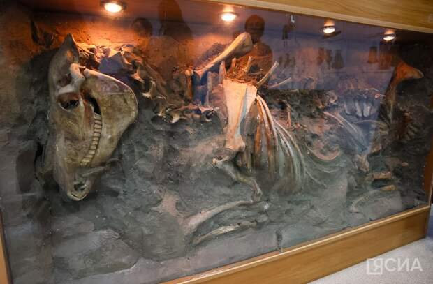 В Якутске открылась выставка с уникальными находками археологических раскопок