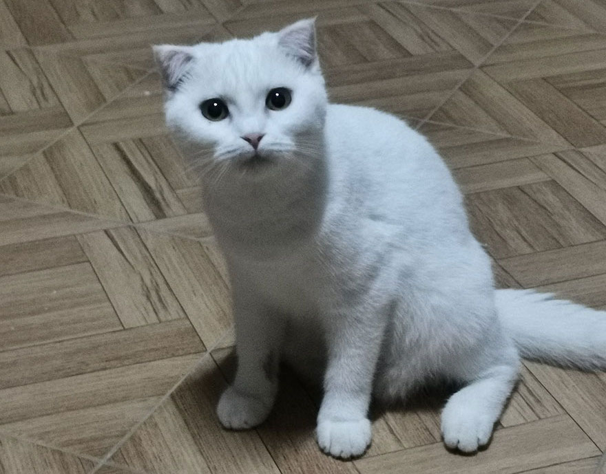 Хозяйка хотела вылечить кота с помощью куркумы. Теперь он похож на Пикачу