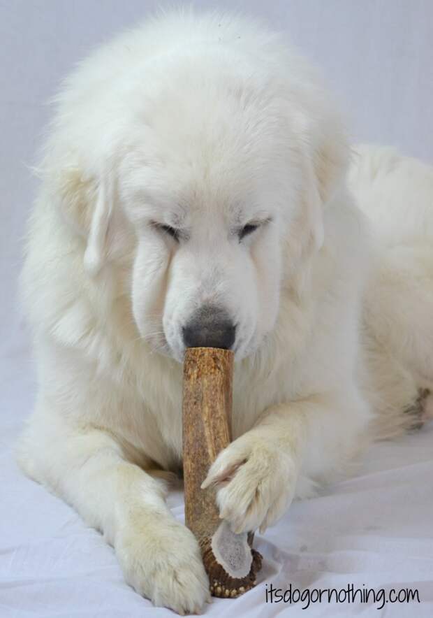 Great Pyrenees with Elk Antler from Best Bully Sticks