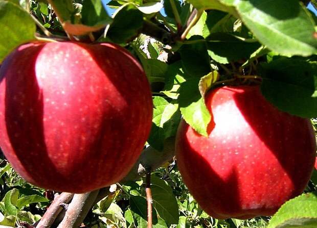 Самые дорогие яблоки в мире! еда, факты, цены, яблоки, япония