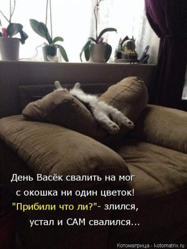 Лучшие котоматрицы недели (50 фото)