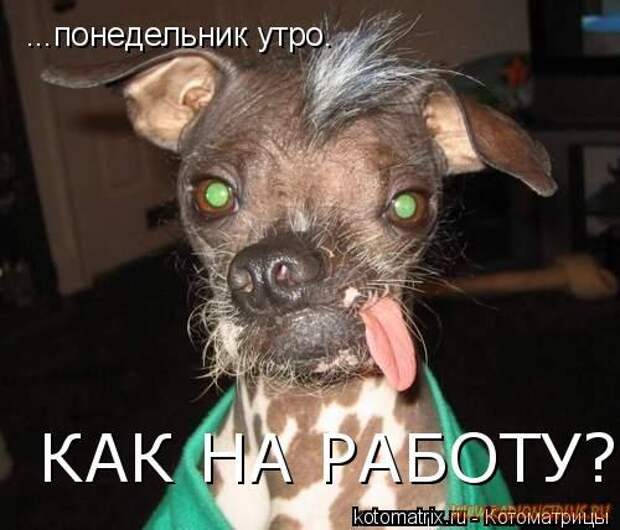 О братьях наших меньших....