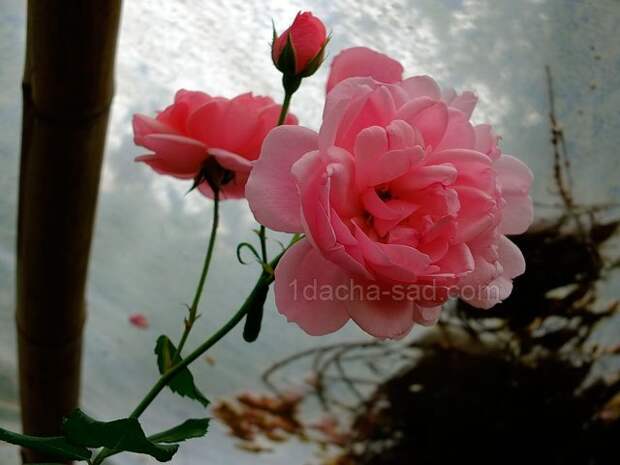 Фото шикарных роз из королевского парка 10