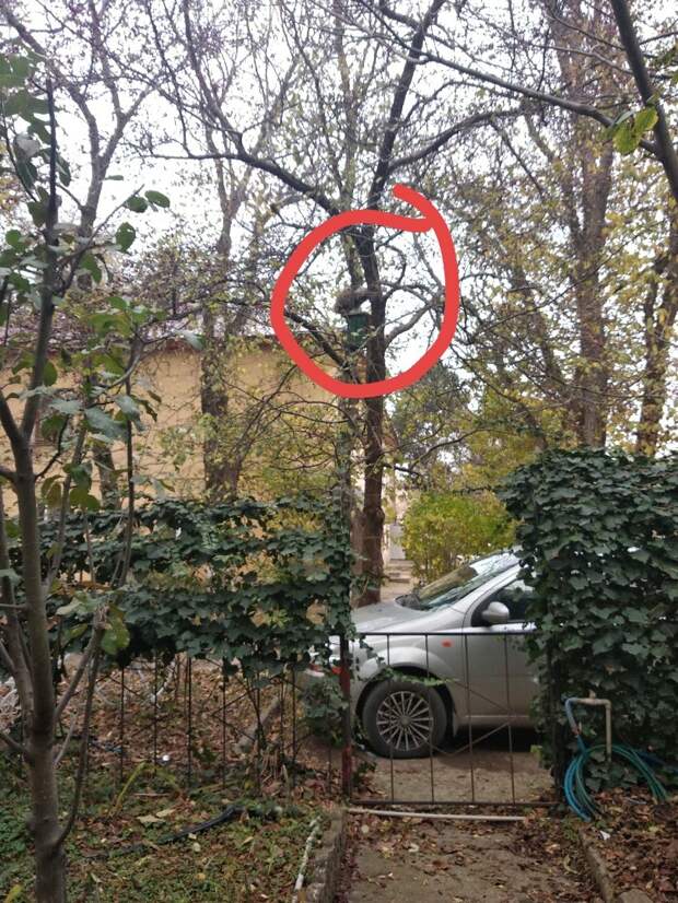 дом для котов кот сидит на скворечнике