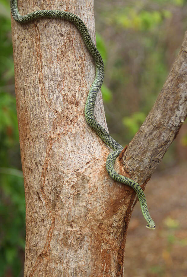Летающие змеи Летающие змеи