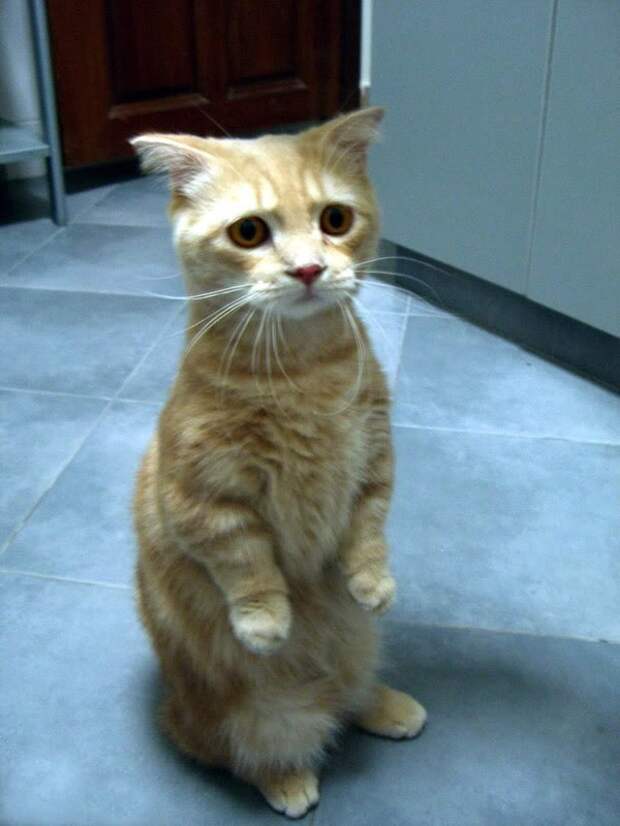 Самые очаровательные печальные коты, грустные коты, жалостные коты