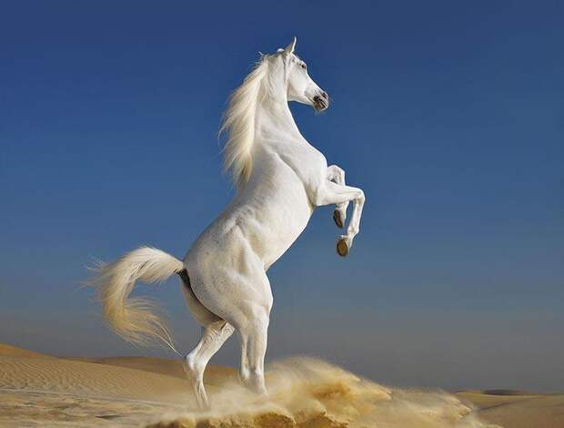 Грация прекрасных лошадей в фотопроекте Equus
