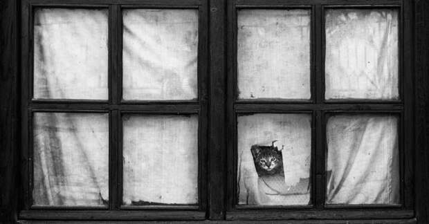 18 атмосферных фотографий с животными и окнами