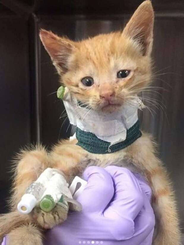 Котенок под капельницами