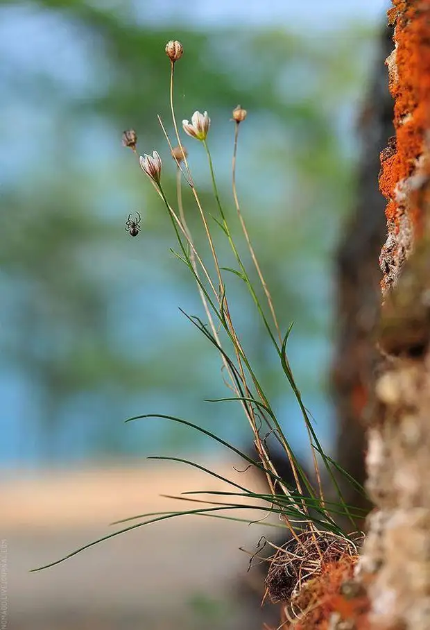 Фотография: Микромир Байкала №27 - BigPicture.ru