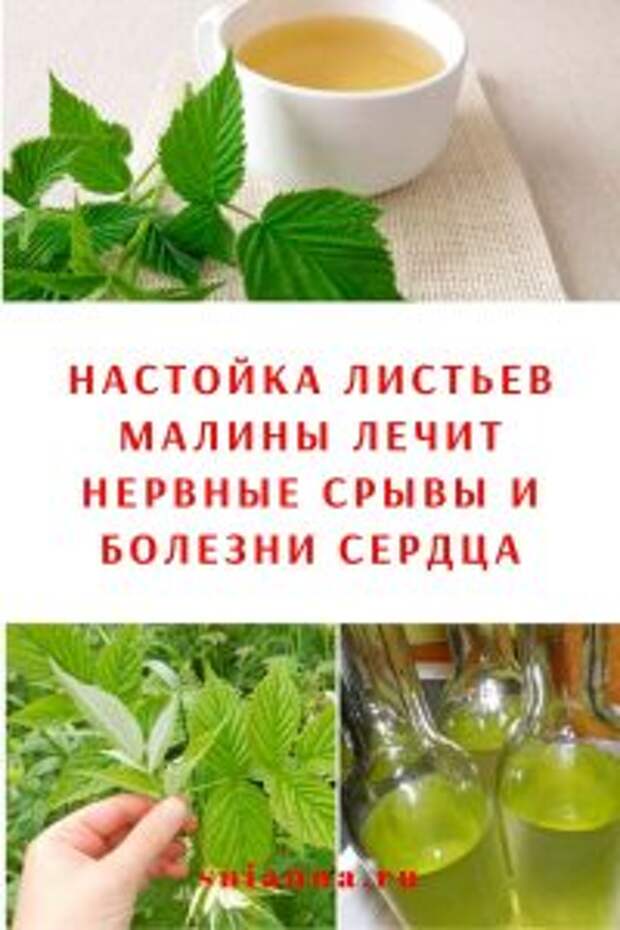 Настойка листьев малины лечит нервные срывы и болезни сердца