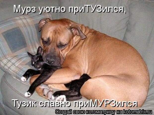 Новые крутые котоматрицы первой недели октября (50 фото) Новые крутые котоматрицы первой недели октября (50 фото)